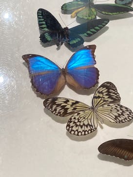 特別展「昆虫」(名古屋市科学館)に投稿された画像（2021/7/25）