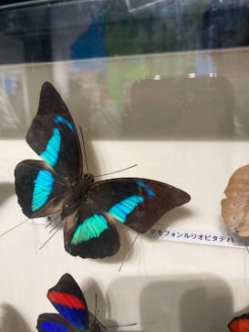 特別展「昆虫」(名古屋市科学館)に投稿された画像（2021/7/25）