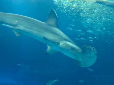 アクアワールド茨城県大洗水族館に投稿された画像（2021/7/25）