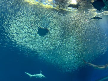 アクアワールド茨城県大洗水族館に投稿された画像（2021/7/25）