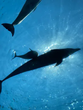 横浜・八景島シーパラダイスに投稿された画像（2021/7/25）