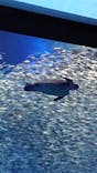 アクアワールド茨城県大洗水族館に投稿された画像（2021/7/25）