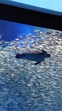 アクアワールド茨城県大洗水族館に投稿された画像（2021/7/25）