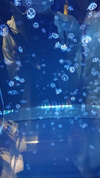 アクアワールド茨城県大洗水族館に投稿された画像（2021/7/25）