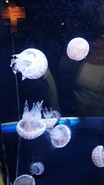 アクアワールド茨城県大洗水族館に投稿された画像（2021/7/25）