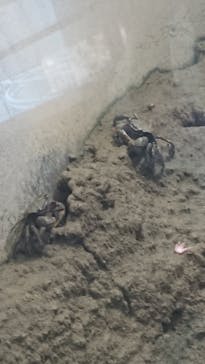 アクアワールド茨城県大洗水族館に投稿された画像（2021/7/25）