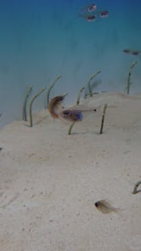 アクアワールド茨城県大洗水族館に投稿された画像（2021/7/25）