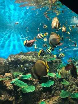 アクアワールド茨城県大洗水族館に投稿された画像（2021/7/25）