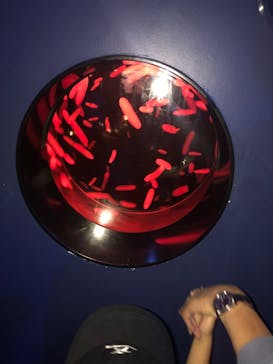 アクアワールド茨城県大洗水族館に投稿された画像（2021/7/25）