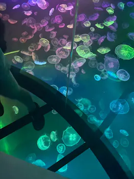すみだ水族館に投稿された画像（2021/7/25）