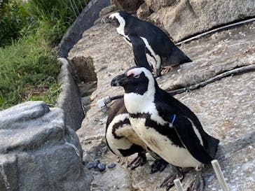 サンシャイン水族館に投稿された画像（2021/7/25）