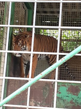 しろとり動物園に投稿された画像（2021/7/25）