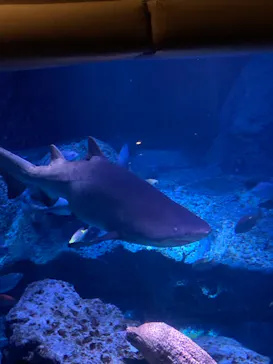 すみだ水族館に投稿された画像（2021/7/25）