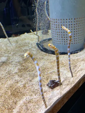 すみだ水族館に投稿された画像（2021/7/25）