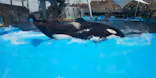名古屋港水族館に投稿された画像（2021/7/25）