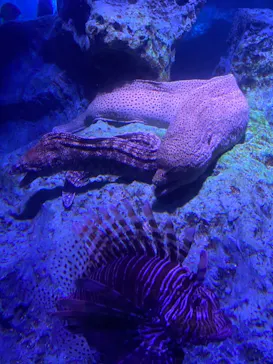 すみだ水族館に投稿された画像（2021/7/25）