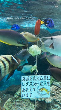 名古屋港水族館に投稿された画像（2021/7/25）