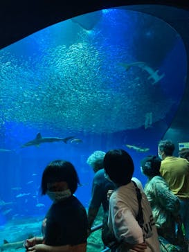 アクアワールド茨城県大洗水族館に投稿された画像（2021/7/25）
