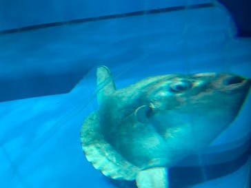 アクアワールド茨城県大洗水族館に投稿された画像（2021/7/25）