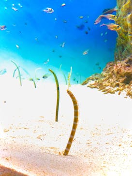 アクアワールド茨城県大洗水族館に投稿された画像（2021/7/25）