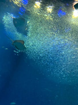 アクアワールド茨城県大洗水族館に投稿された画像（2021/7/25）