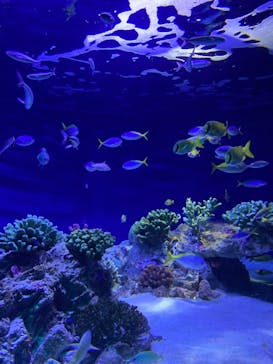 マリンワールド海の中道に投稿された画像（2021/7/25）