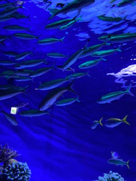 マリンワールド海の中道に投稿された画像（2021/7/25）