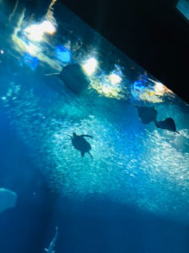 アクアワールド茨城県大洗水族館に投稿された画像（2021/7/25）