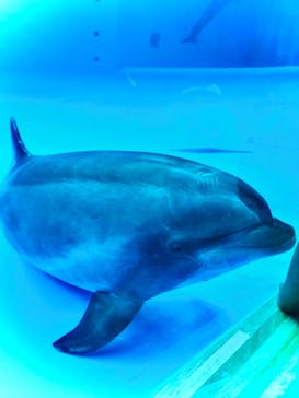 アクアワールド茨城県大洗水族館に投稿された画像（2021/7/25）