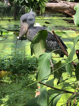 神戸どうぶつ王国に投稿された画像（2021/7/25）