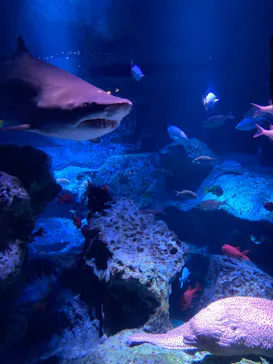 すみだ水族館に投稿された画像（2021/7/25）