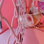 原宿かわいい動物園に投稿された画像（2021/7/25）