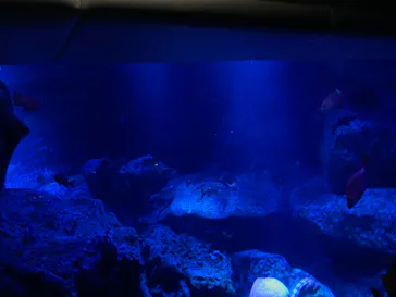 すみだ水族館に投稿された画像（2021/7/25）