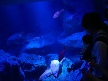 すみだ水族館に投稿された画像（2021/7/25）