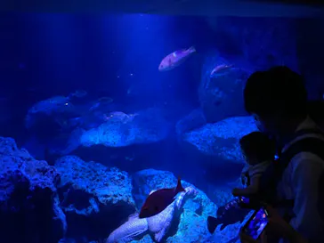 すみだ水族館に投稿された画像（2021/7/25）