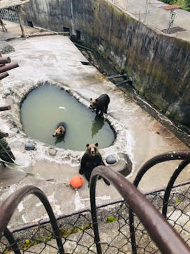 のぼりべつクマ牧場に投稿された画像（2021/7/25）