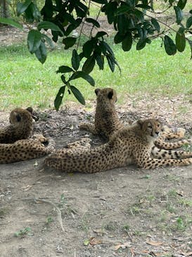 秋吉台自然動物公園 サファリランドに投稿された画像（2021/7/25）