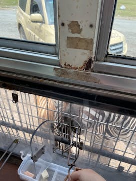 秋吉台自然動物公園 サファリランドに投稿された画像（2021/7/25）