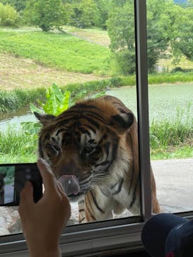 秋吉台自然動物公園 サファリランドに投稿された画像（2021/7/25）