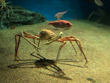 アクアワールド茨城県大洗水族館に投稿された画像（2021/7/25）