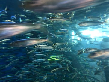 アクアワールド茨城県大洗水族館に投稿された画像（2021/7/25）