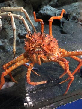 アクアワールド茨城県大洗水族館に投稿された画像（2021/7/25）