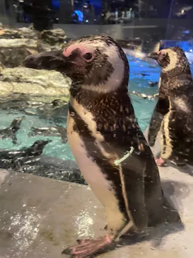 すみだ水族館に投稿された画像（2021/7/25）