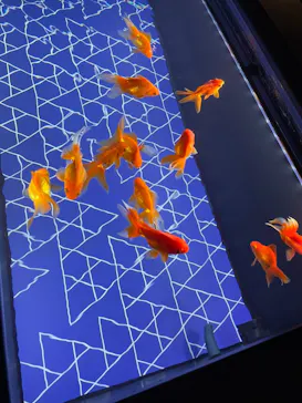 すみだ水族館に投稿された画像（2021/7/25）
