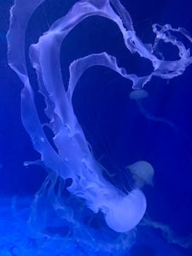 新江ノ島水族館に投稿された画像（2021/7/25）