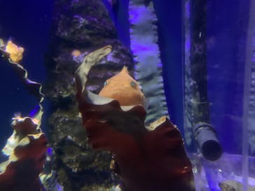 新江ノ島水族館に投稿された画像（2021/7/25）