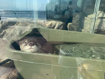 新江ノ島水族館に投稿された画像（2021/7/25）