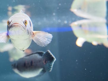 カワスイ 川崎⽔族館に投稿された画像（2021/7/24）