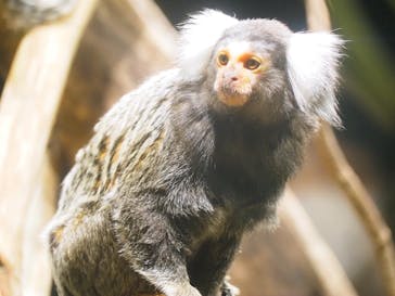 カワスイ 川崎⽔族館に投稿された画像（2021/7/24）