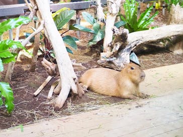 カワスイ 川崎⽔族館に投稿された画像（2021/7/24）